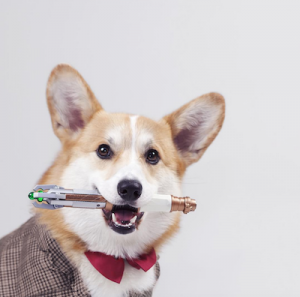 corgi doctor who