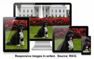 Responsive images in action: a dog cropped closer for smaller devices. Source: Responsive Images Community Group