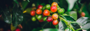 Blockchain example on single-origin coffee